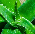 Organic Aloe Vera Juice