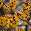 Organic Witch Hazel