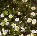 Chamomile