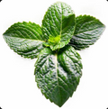 Peppermint