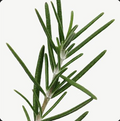 Rosemary